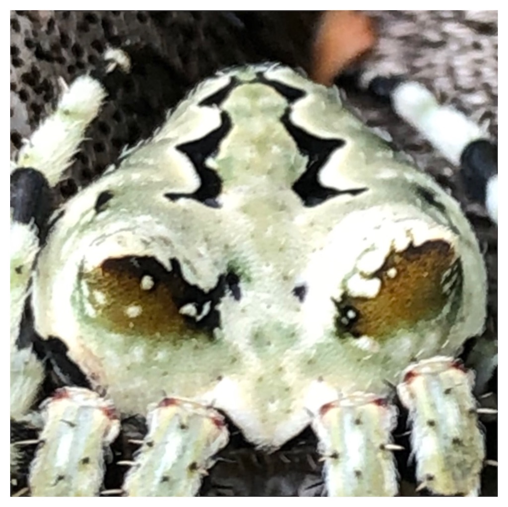 宇宙人と遭遇！ ちょっとした田舎で暮らす