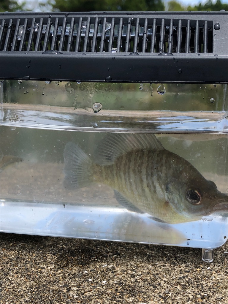 ブルーギルとは 動植物の人気 最新記事を集めました はてな ブルーギルとは 動植物の人気 最新記事を集めました はてな