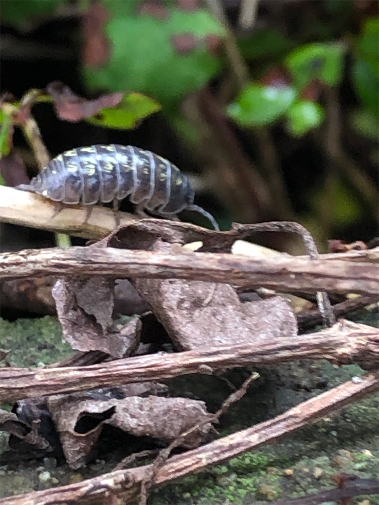 オカダンゴムシとは 動植物の人気 最新記事を集めました はてな