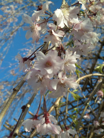 f:id:little-owl:20100417164300j:image f:id:little-owl:20100417164300j:image