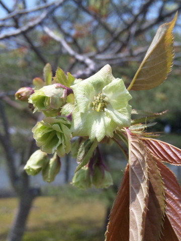 f:id:little-owl:20100418115800j:image f:id:little-owl:20100418115800j:image