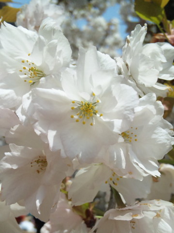 f:id:little-owl:20100418120600j:image f:id:little-owl:20100418120600j:image