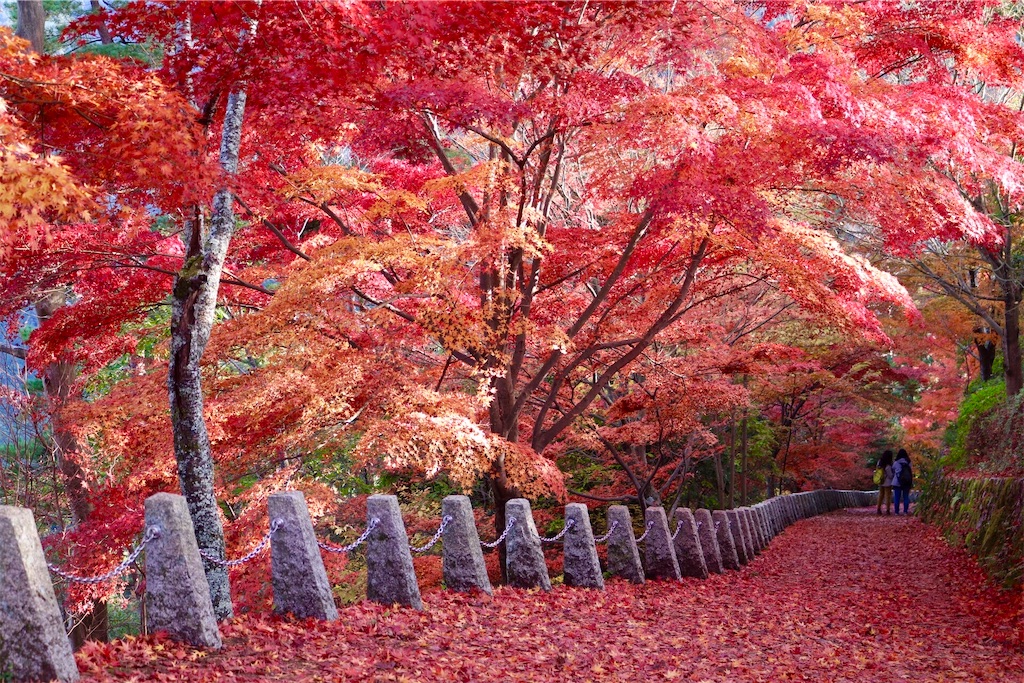 f:id:littlegreeneri:20201122210328j:image f:id:littlegreeneri:20201122210328j:image