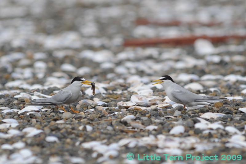 f:id:littletern:20090618151544j:image f:id:littletern:20090618151544j:image