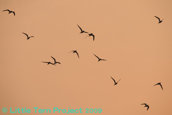 f:id:littletern:20090618184207j:image f:id:littletern:20090618184207j:image