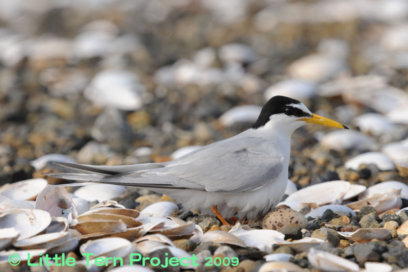 f:id:littletern:20090619154905j:image f:id:littletern:20090619154905j:image