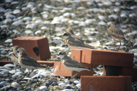f:id:littletern:20090719151048j:image