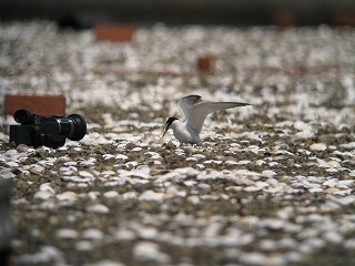 f:id:littletern:20090726222526j:image
