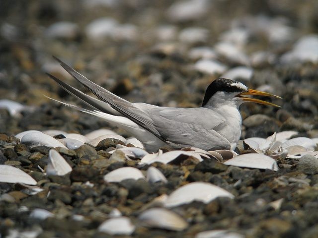 f:id:littletern:20090728211059j:image