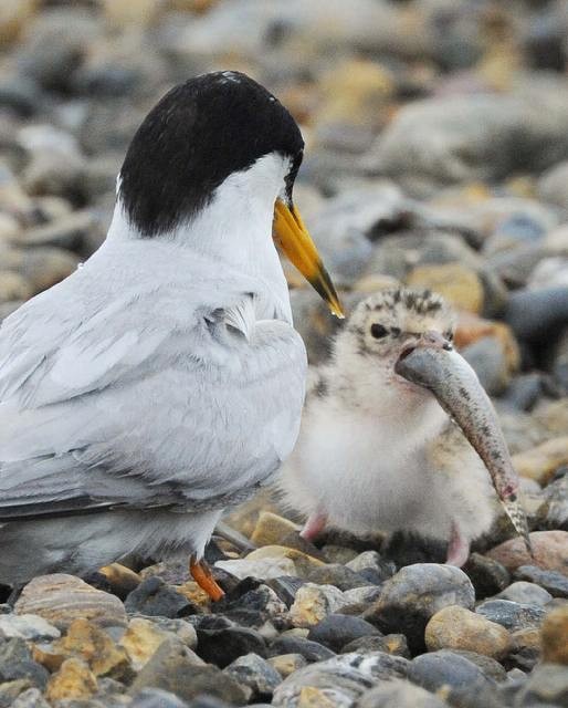 f:id:littletern:20090804201344j:image