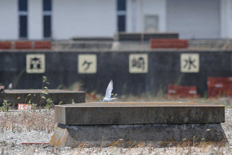f:id:littletern:20100807114727j:image