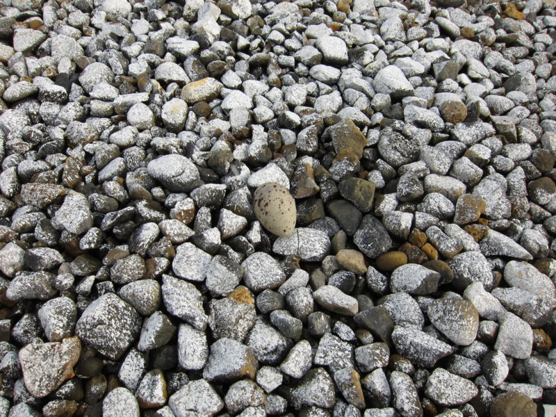 f:id:littletern:20110611160128j:image:w640 f:id:littletern:20110611160128j:image:w640