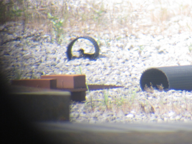 f:id:littletern:20110806135601j:image:w640