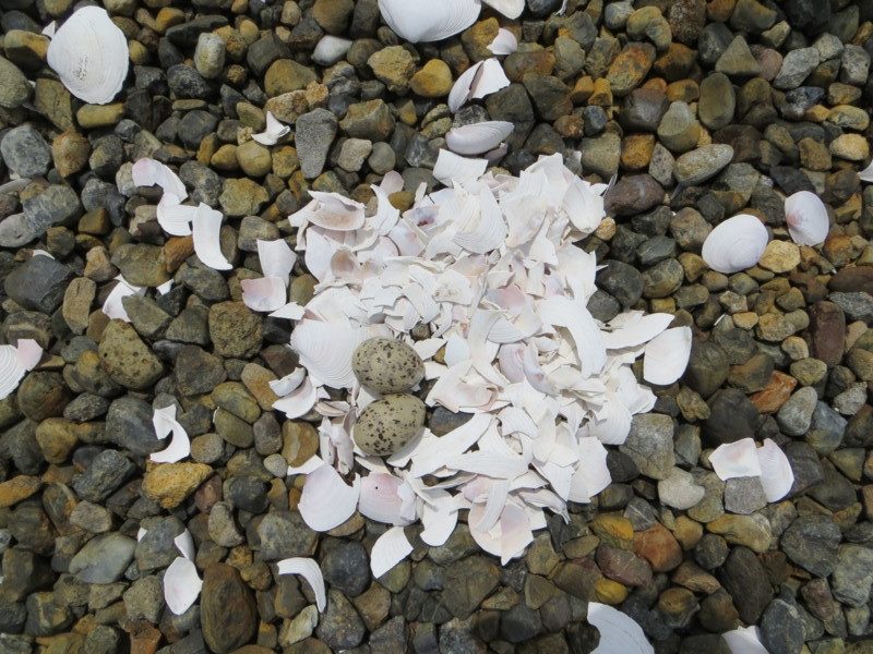 f:id:littletern:20130706102849j:image:w640