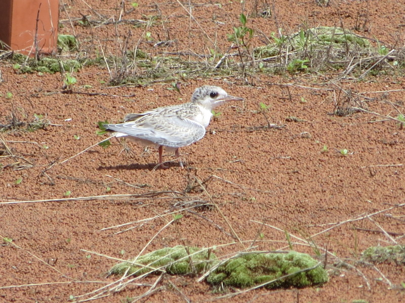 f:id:littletern:20130706141345j:image:w640