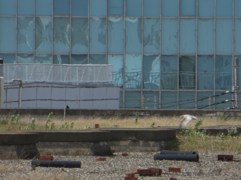f:id:littletern:20130706141429j:image:w640