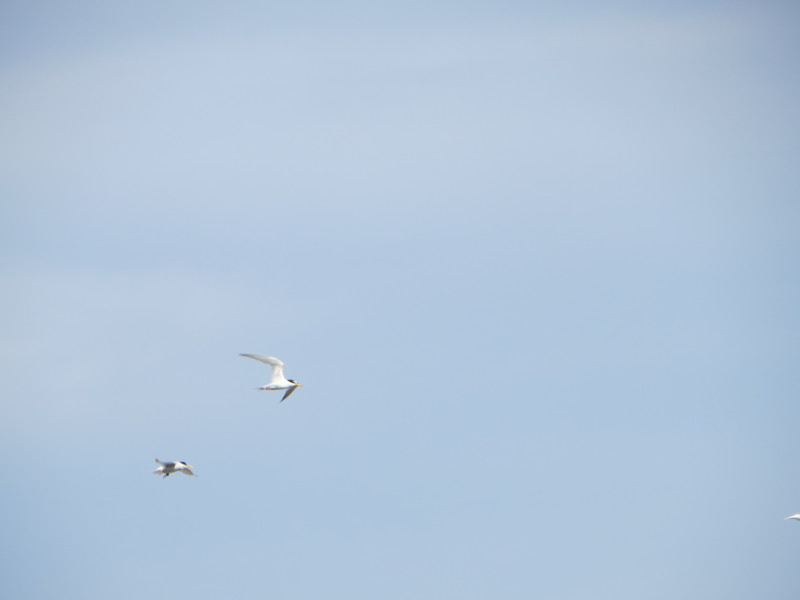 f:id:littletern:20130706155007j:image:w640