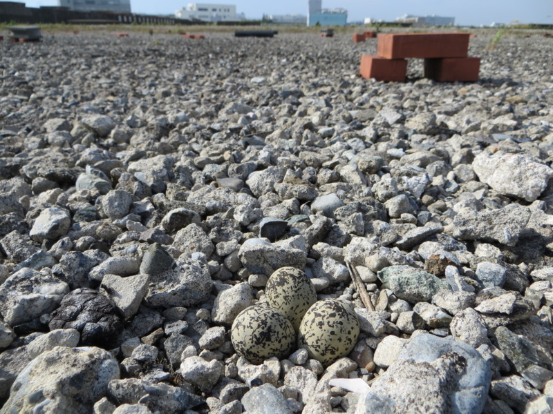 f:id:littletern:20130706155311j:image:w640