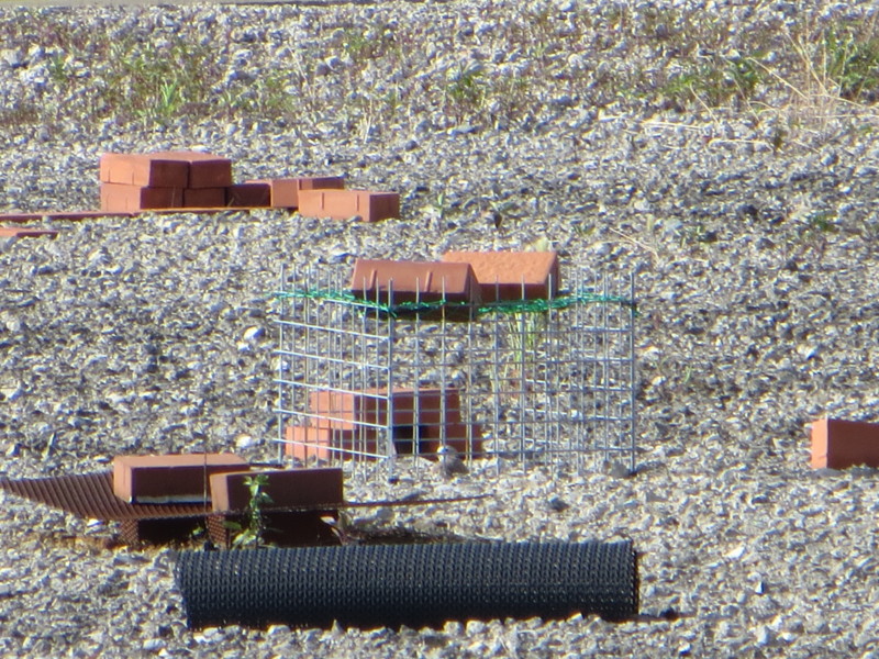 f:id:littletern:20130706163205j:image:w640