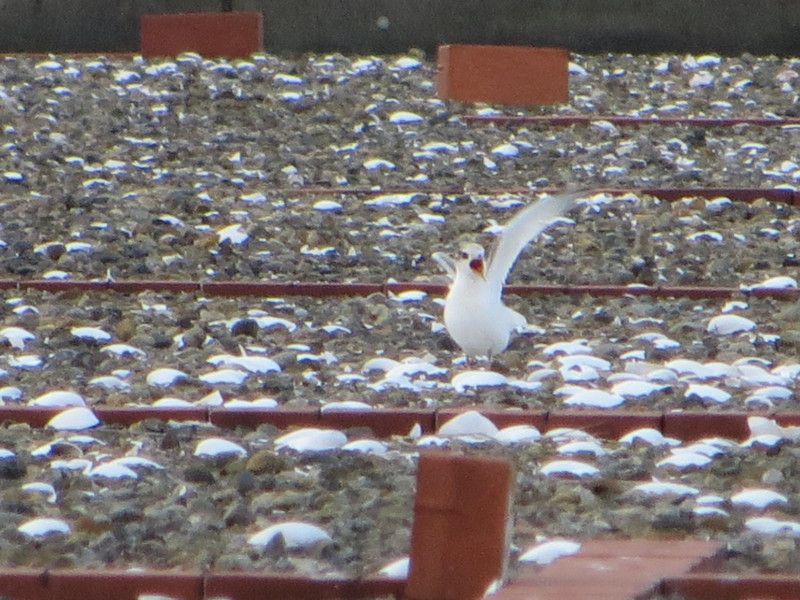 f:id:littletern:20130706180710j:image:w640