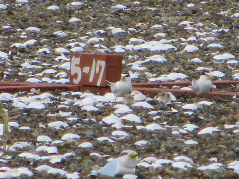f:id:littletern:20130706181629j:image:w640