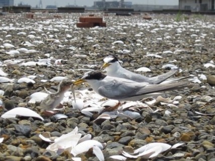 f:id:littletern:20130801224550j:image:w640