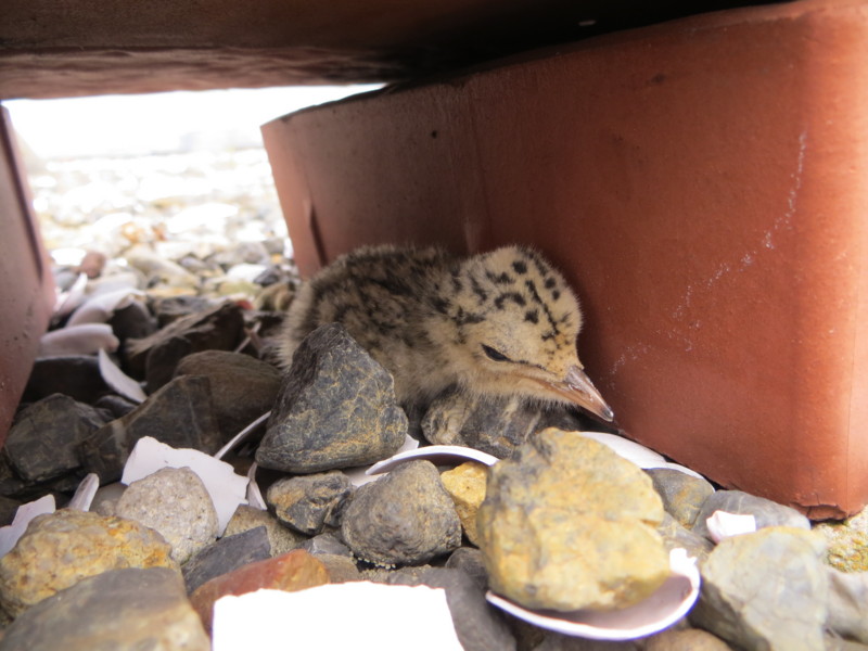 f:id:littletern:20130803121246j:image:w640