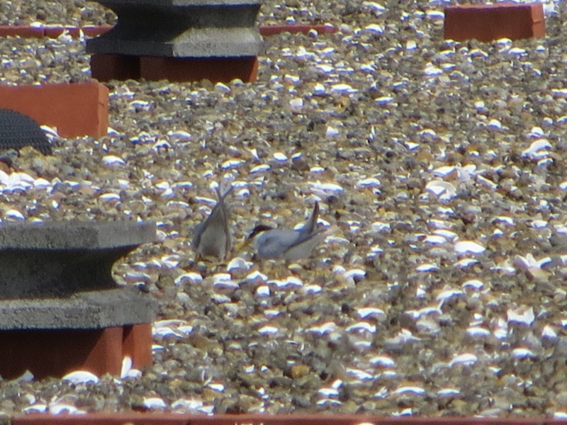 f:id:littletern:20140517090524j:image:w640 f:id:littletern:20140517090524j:image:w640