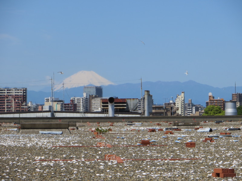 f:id:littletern:20140517093716j:image:w640 f:id:littletern:20140517093716j:image:w640