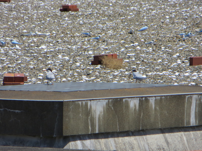 f:id:littletern:20140517103516j:image:w640 f:id:littletern:20140517103516j:image:w640
