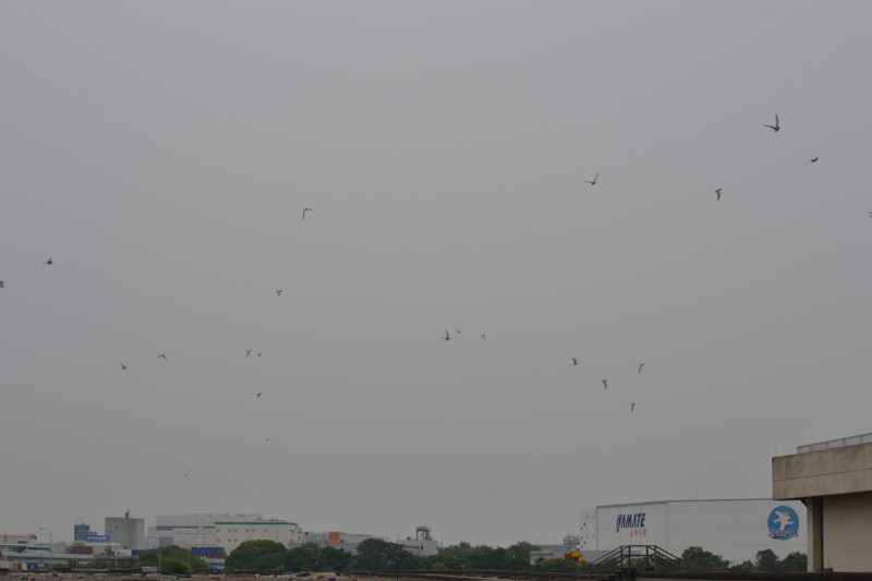 f:id:littletern:20140525104048j:image
