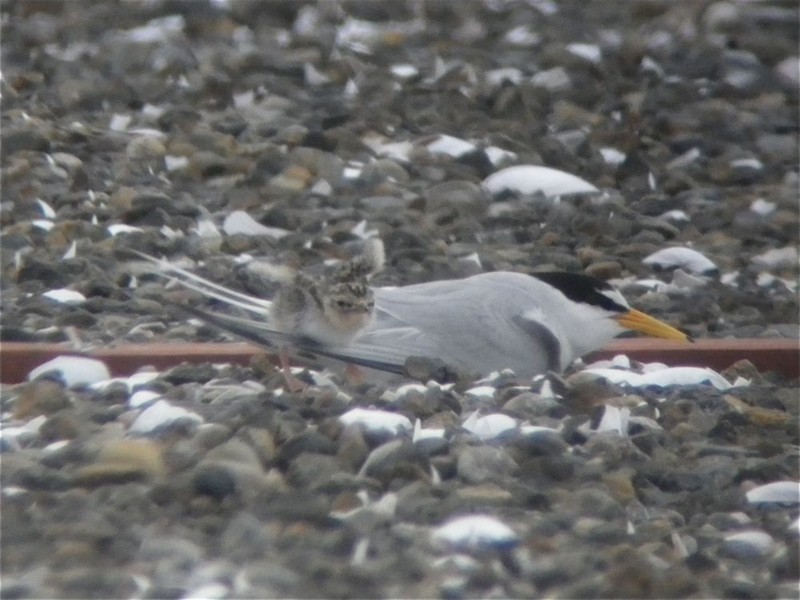 f:id:littletern:20140608110521j:image:w360