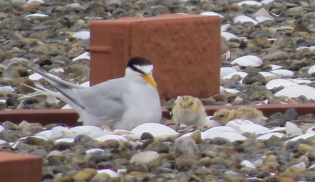 f:id:littletern:20140609160434j:image