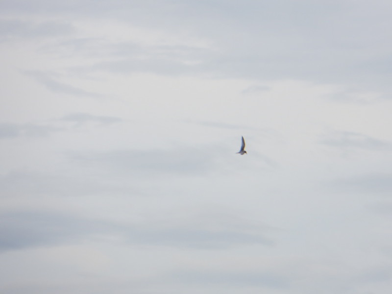 f:id:littletern:20140823103503j:image:w640 f:id:littletern:20140823103503j:image:w640