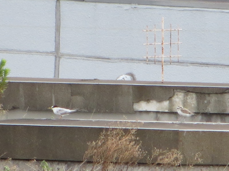 f:id:littletern:20140823105508j:image:w640 f:id:littletern:20140823105508j:image:w640