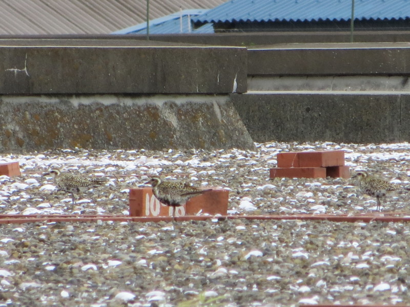 f:id:littletern:20140823110952j:image:w640 f:id:littletern:20140823110952j:image:w640