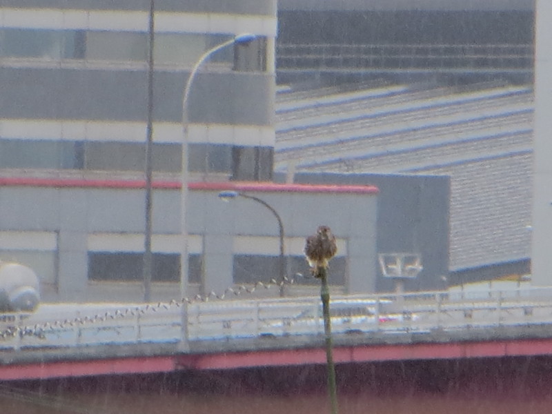 f:id:littletern:20140823114740j:image:w640 f:id:littletern:20140823114740j:image:w640