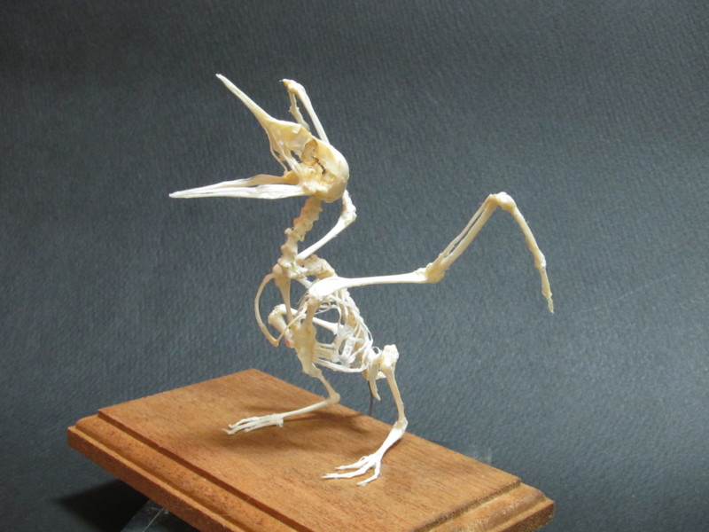 f:id:littletern:20141030225039j:image:w640 f:id:littletern:20141030225039j:image:w640