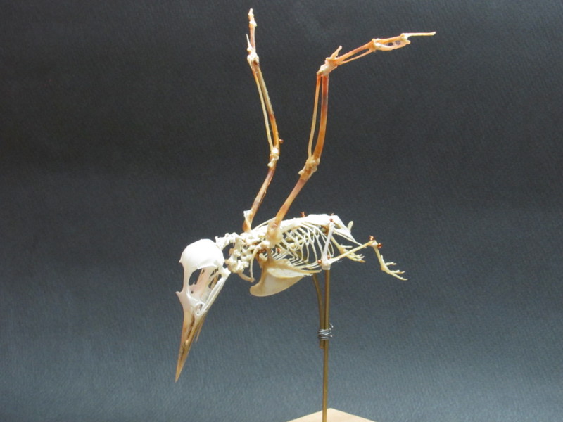 f:id:littletern:20141030230315j:image:w640 f:id:littletern:20141030230315j:image:w640