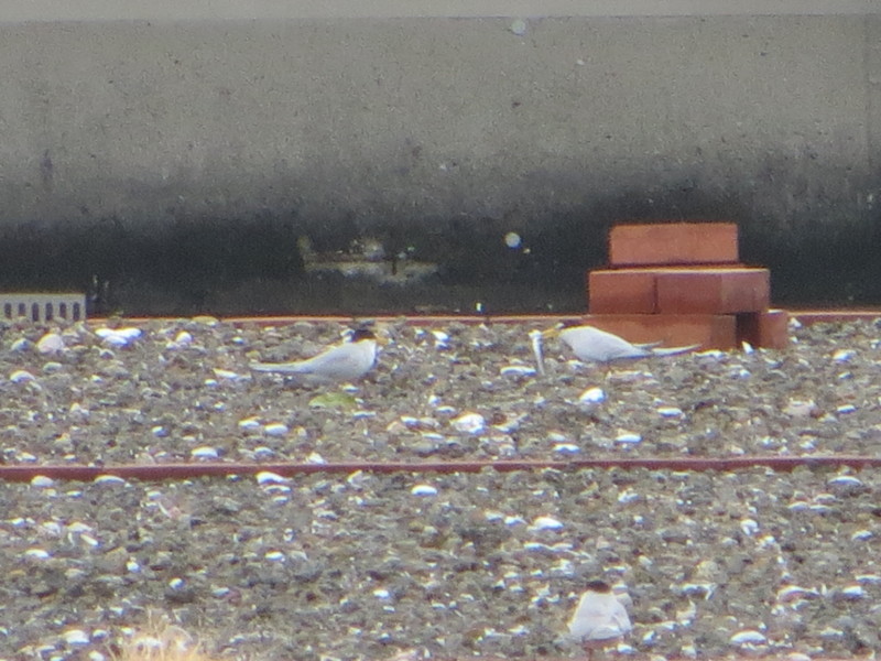 f:id:littletern:20150516093521j:image:w640