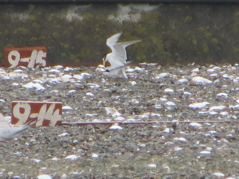 f:id:littletern:20150516100953j:image:w640
