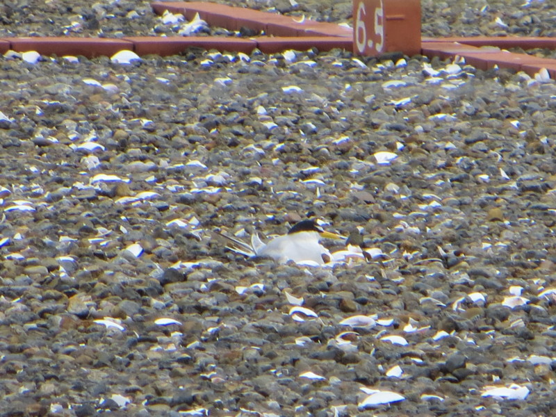f:id:littletern:20150516105602j:image:w640