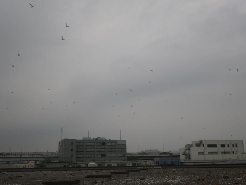 f:id:littletern:20150516171802j:image