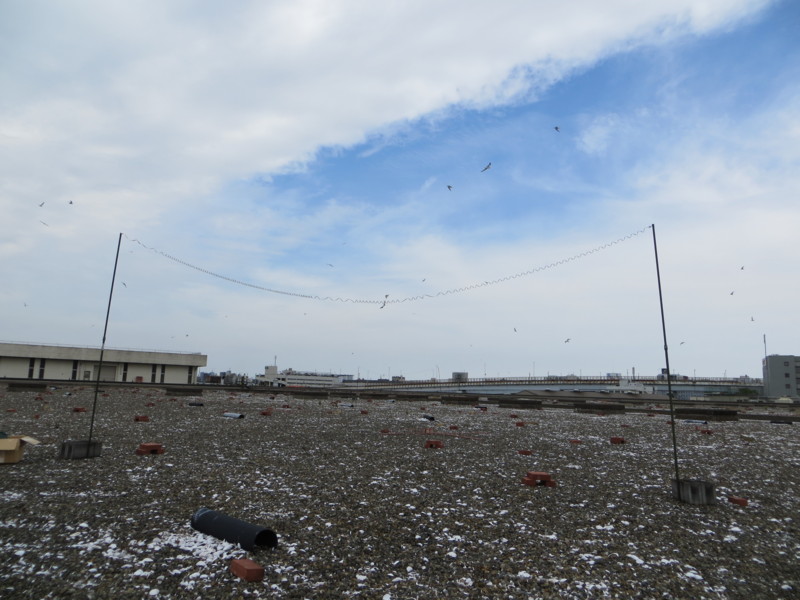 f:id:littletern:20150524092702j:image:w640