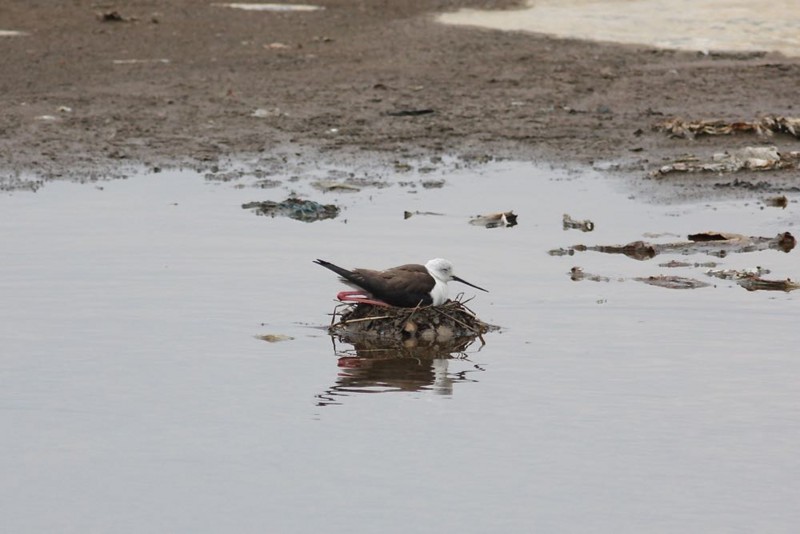 f:id:littletern:20150614103444j:image f:id:littletern:20150614103444j:image