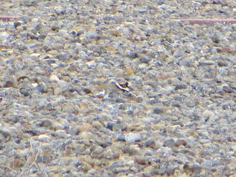 f:id:littletern:20160423140127j:image:w640