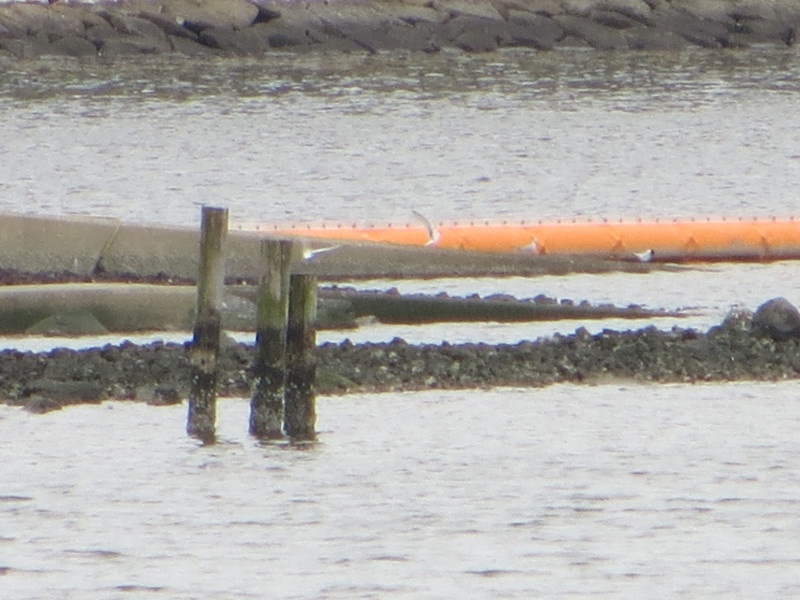 f:id:littletern:20160423152759j:image:w640