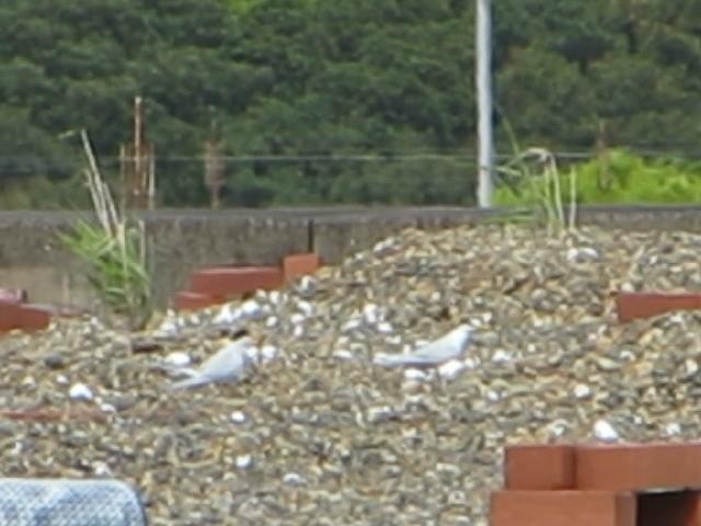 f:id:littletern:20160423203359j:image:w640