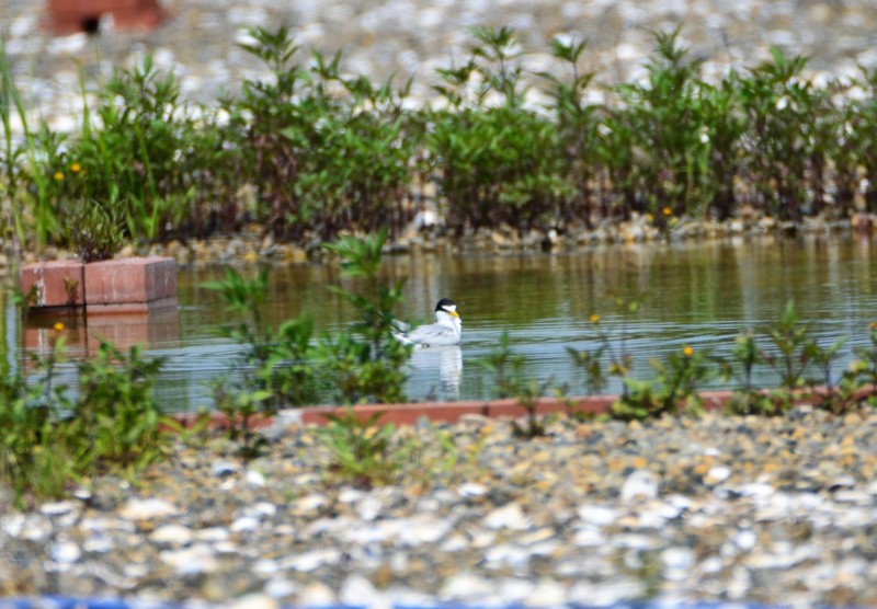 f:id:littletern:20160529140728j:image:w640