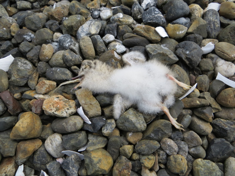 f:id:littletern:20160529140853j:image:w640